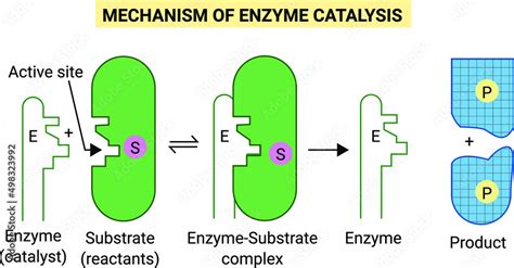 Mechanism of enzyme catalysis Stock Vector | Adobe Stock