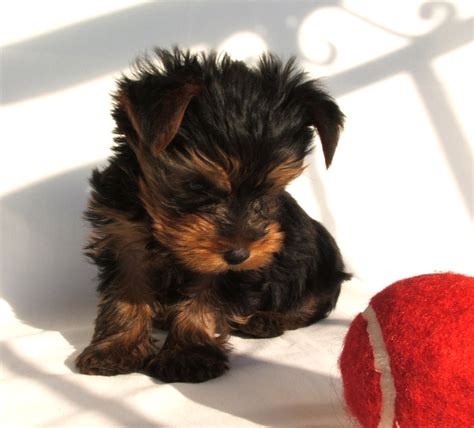 What To Buy And What To Do Before You Take A Yorkie Puppy At Home ...