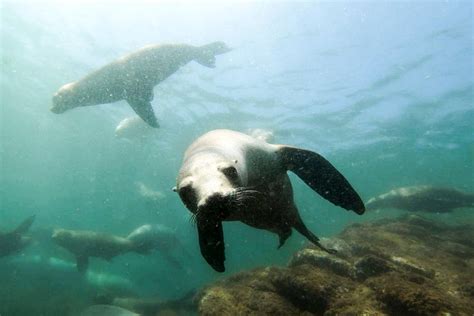 Bahia de Los Angeles Whale sharks expedition (Mexico): Address, Phone ...