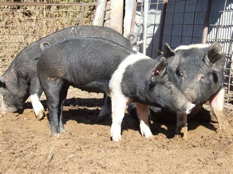 Hampshire Pigs – Hobby Farms