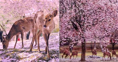 Deer Enjoy The Cherry Blossoms In Japan's Empty Park In Nara During ...