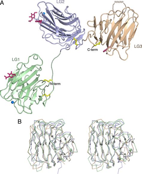 Crystal structure of laminin 2LG1-3. A, schematic representation of the ...