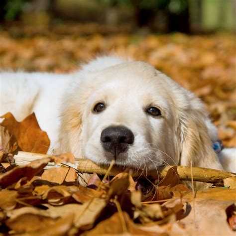 Golden Retriever Backgrounds - Wallpaper Cave