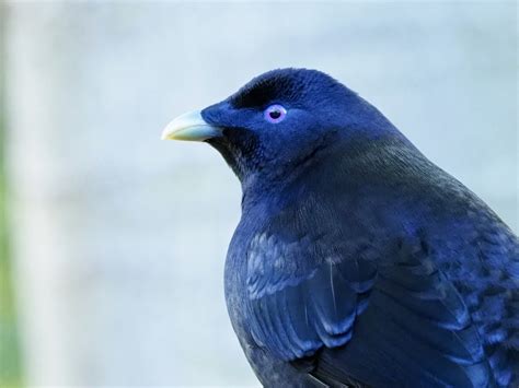 The lockdown blues: Satin Bowerbird - Backyard Zoology