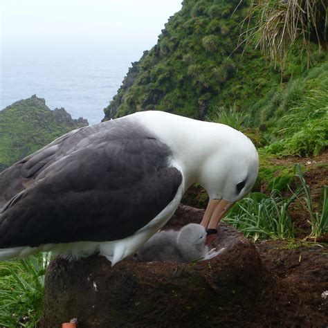 Macquarie Island albatrosses breed easier after rabbit eradication ...