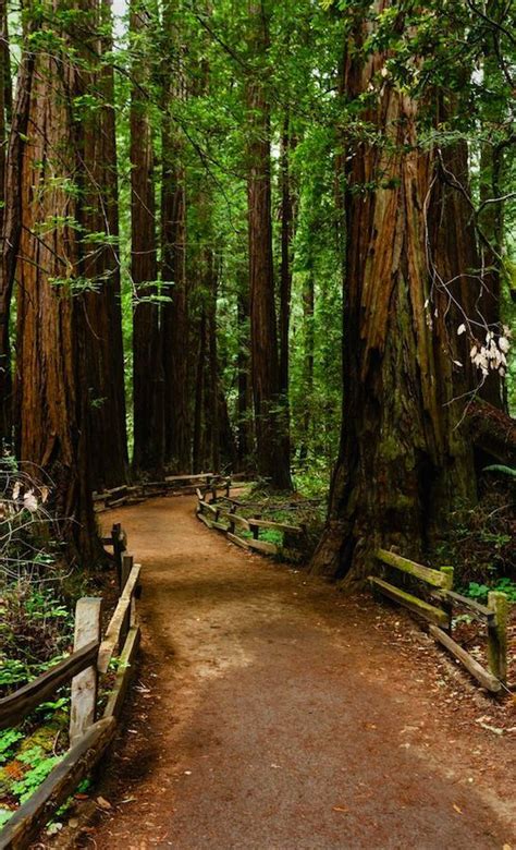 Hiking trail leads through a thick group of coastal redwood trees in ...