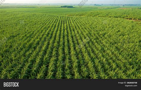 Sugar Cane Farm. Sugar Image & Photo (Free Trial) | Bigstock