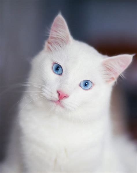 Blue Eyes White Fur Cat