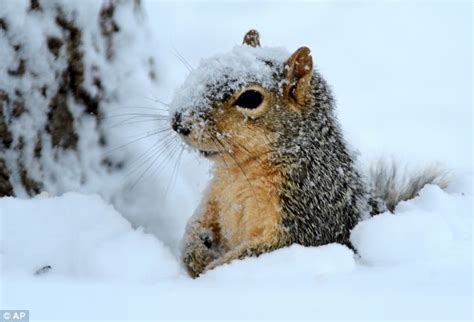 How do the squirrels on campus survive the winter? | SiOWfa15: Science ...