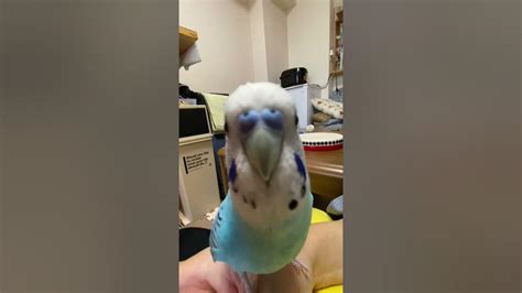 スマホに話しかける、セキセイインコ Budgerigar talking to iphone - YouTube