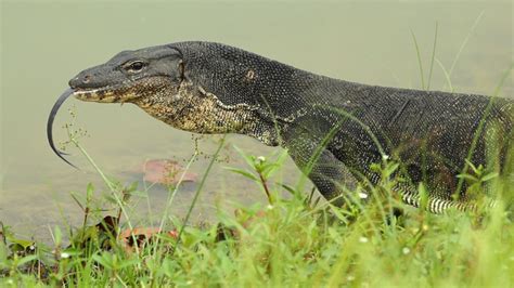 4-foot-long Nile monitor lizard living in family's Florida attic