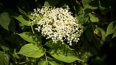 Elder (Sambucus nigra) – British Trees - Woodland Trust