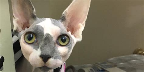 Rescued Hairless Cat Works At Her Mom's Vet Clinic - Videos - The Dodo