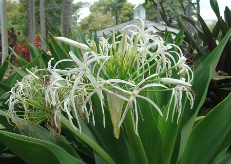 Crinum asiaticum (Giant Spider Lily) Habit: Herb Family:Amaryllidaceae Planting Bulbs, Planting ...