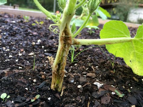 The Mighty Squash Vine Borer | Gardening in the Panhandle