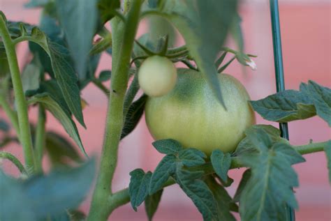 How to Take Care of a Tomato Plant (And How to Grow Them) - Dengarden