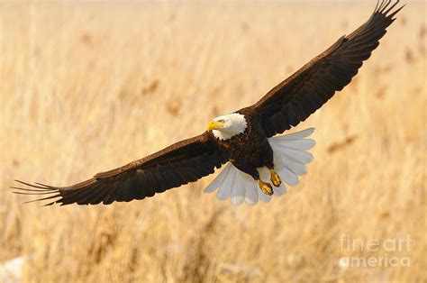 Bald Eagle Hunting Photograph by Dennis Hammer - Fine Art America