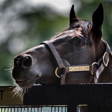 Coolmore Stud, Horse Racing, Race Horses, Jockey, Stallion, Maiden, Animals, Beautiful, Instagram