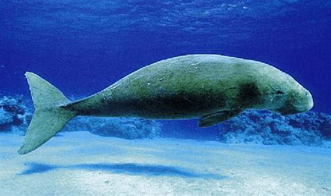 Adult dugong (Dugong dugon) (Photo © Doug Perrine/ Seapics.com ...