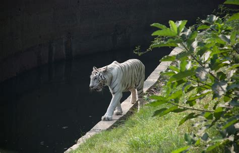 Alipore Zoological Gardens - One of the Top Attractions in Kolkata ...