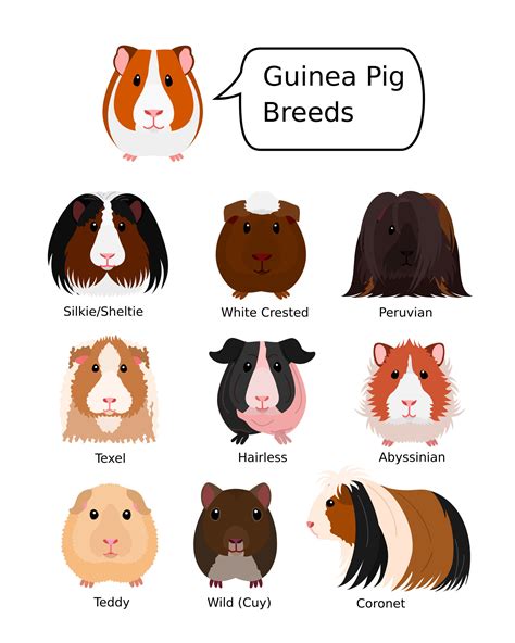 Breeds Of Guinea Pigs | ubicaciondepersonas.cdmx.gob.mx