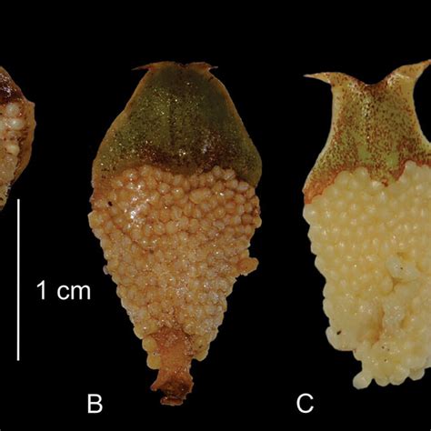 Comparison of qualitative characters of microsporophylls A Ceratozamia ...