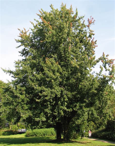 Silver Maple Leaf Tree - Unhealthypost