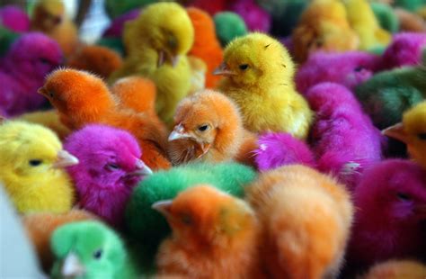 N.H. to consider allowing chicks, other animals to be dyed - The Portland Press Herald / Maine ...