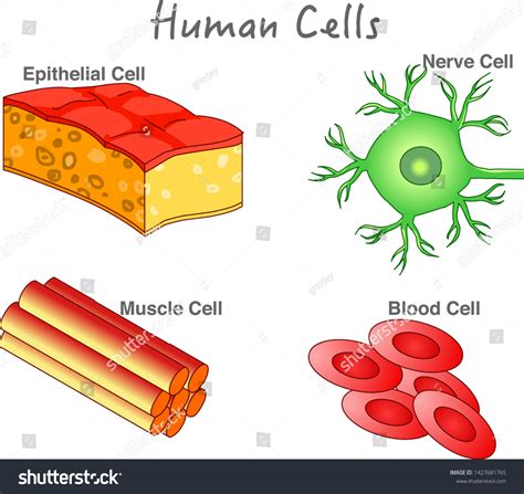 Muscle Cell Diagram For Kids