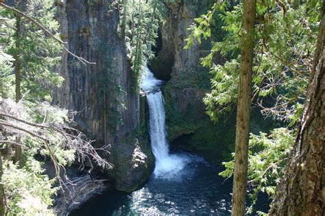 TRAVELS OF OREANA THE GREYHOUND: REDWOOD FOREST AND THE OREGON COAST.