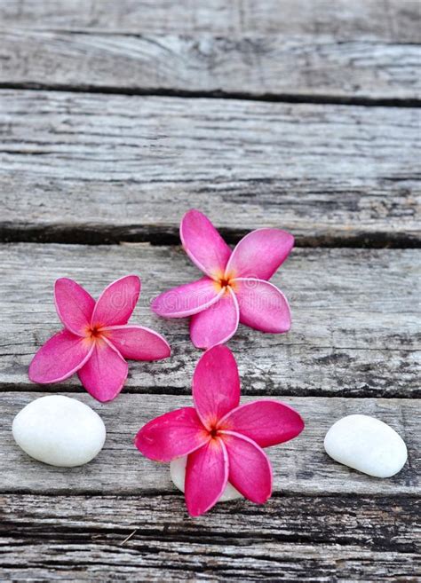 Tropical Lei Frangipani Flower Stock Photo - Image of flowering, botanical: 13778948