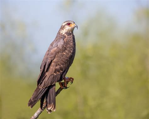 «brown falcon» HD Wallpapers