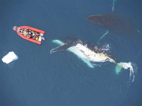 Largest Blue Whale