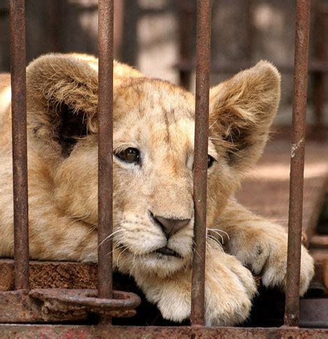 STOP $23 BILLION ILLEGAL WILDLIFE TRADE | The White Lion Foundation