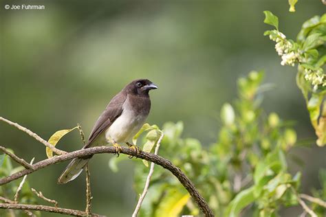 Brown Jay – Joe Fuhrman Photography