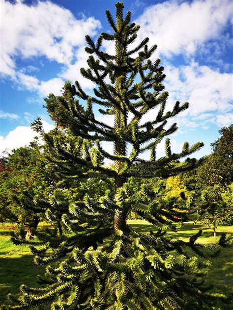 Araucaria araucana, Monkey Puzzle Tree, conifer, tree, garden, plant, evergreen - Jurassicplants ...