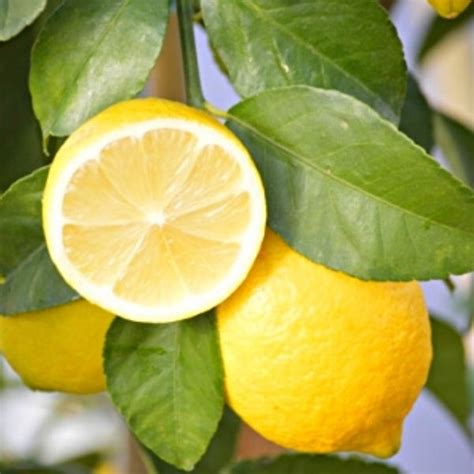 EUREKA LEMON TREE, LIVE PLANT - Garden Design Works