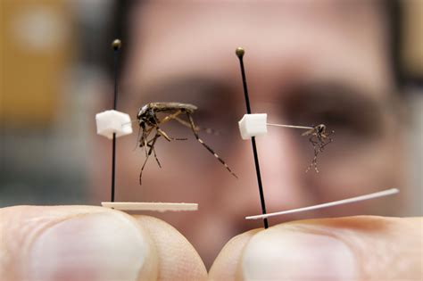 Ann Arbor's heavy summer rains 'ideal' for big, biting gallinipper mosquito