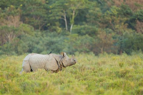 Great Indian Rhino - Francis J Taylor Photography