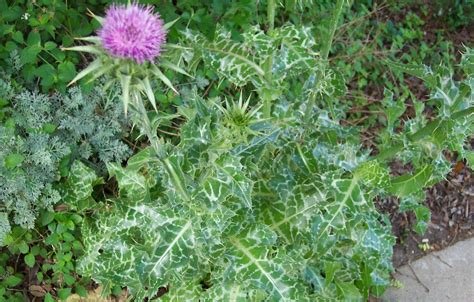 Buy Milk Thistle Tea: Benefits and Side Effects | Herbal Teas Online