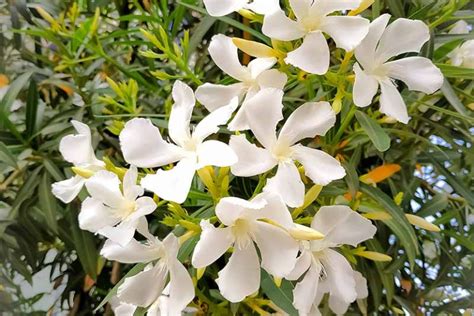 9 of the Best Oleander Varieties | Gardener’s Path