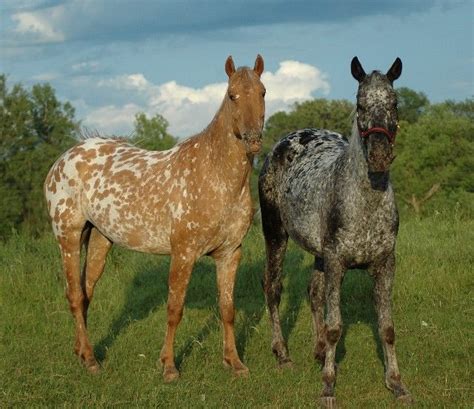 17 Best images about Appaloosa Friesian on Pinterest | A well, Beautiful and Colors