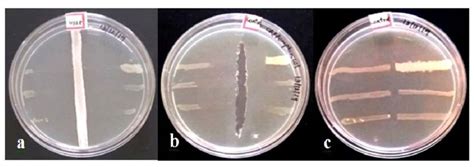 Cross streak plate technique to screen the antagonistic activity of ...