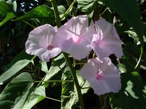 Ipomoea - Alchetron, The Free Social Encyclopedia