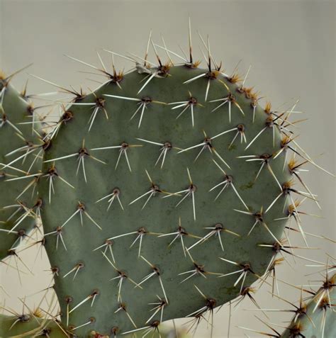 Wild West History: Prickly Pear Cactus--the Texas State Plant