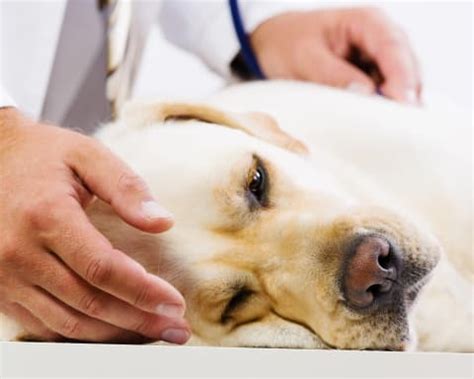 Hepatitis in Dogs: Symptoms, Prognosis & Treatment | Flat Rock Vet ...