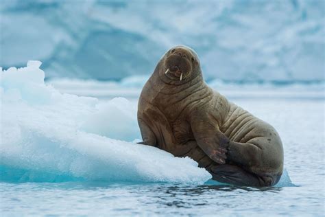 Atlantic Walrus: Species Facts, Info & More | WWF.CA