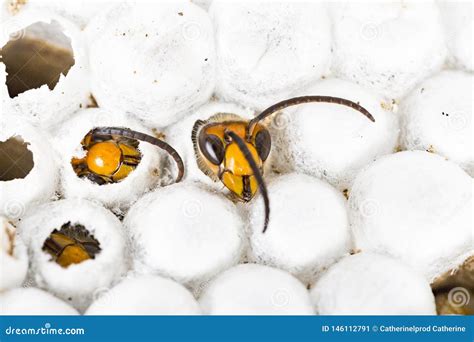 Alive Baby Asian Hornet in Nest Honeycombed Macro in White Background ...