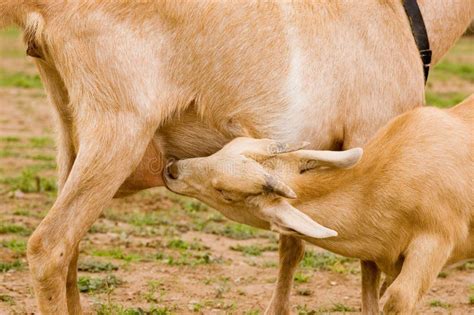 Milch goat stock image. Image of goat, goaty, horn, pasture - 5618443