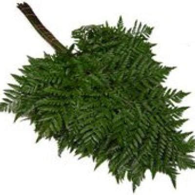 Leather Leaf Fern